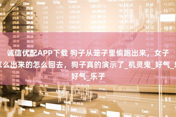 诚信优配APP下载 狗子从笼子里偷跑出来，女子说怎么出来的怎么回去，狗子真的演示了_机灵鬼_好气_乐子