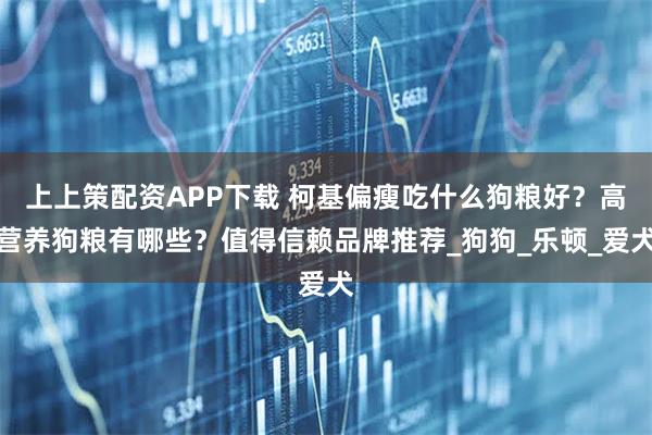 上上策配资APP下载 柯基偏瘦吃什么狗粮好？高营养狗粮有哪些？值得信赖品牌推荐_狗狗_乐顿_爱犬