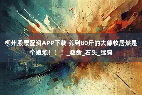 柳州股票配资APP下载 养到80斤的大德牧居然是个娘炮！！！_救命_石头_猛狗